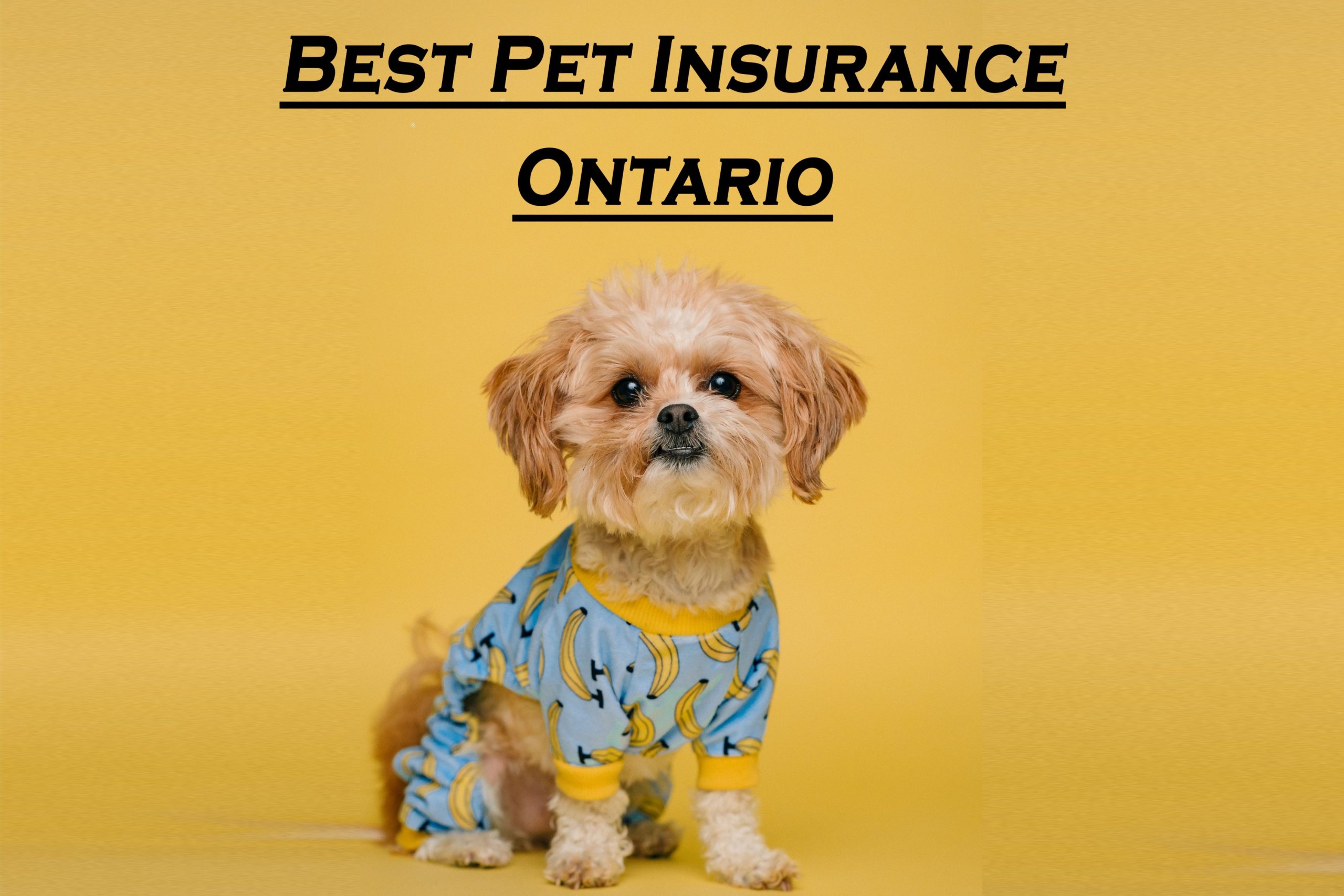 Best Pet Insurance Ontario
