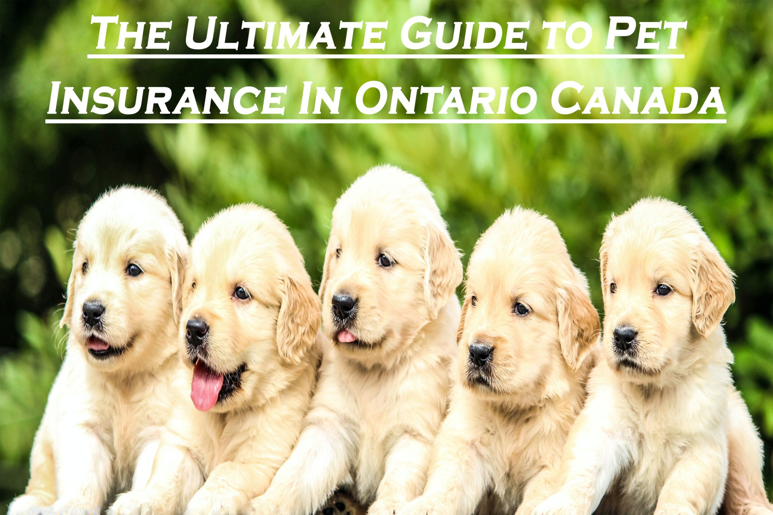 Pet Insurance Ontario Canada