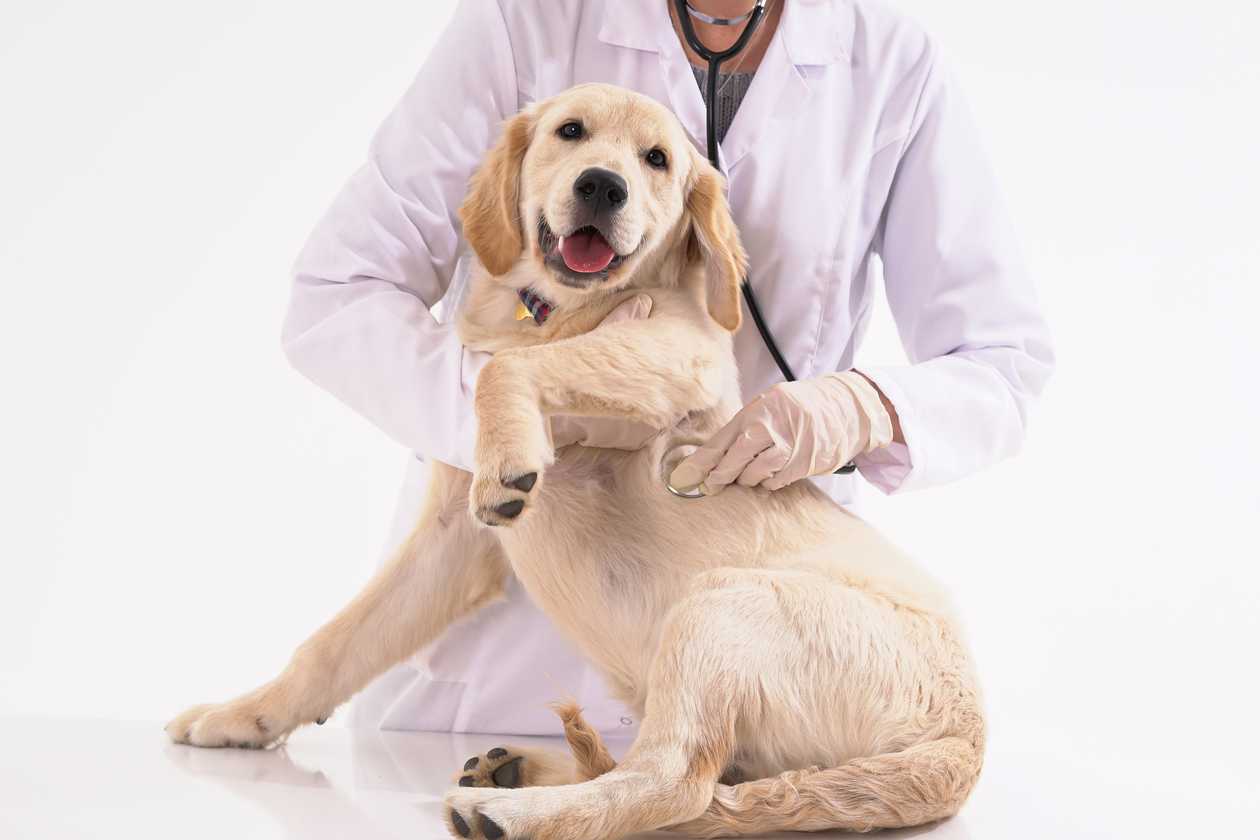 How Does Pet Insurance Work in Canada